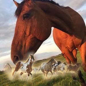 Meet your Posher, Madison